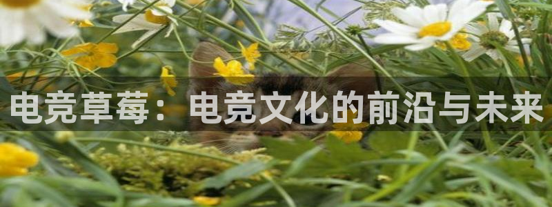 易游电竞